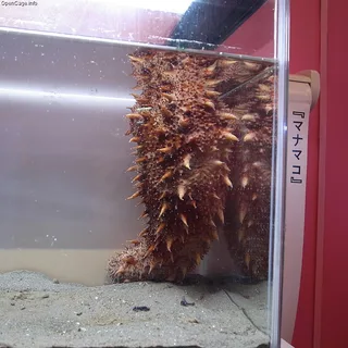 まなまこ