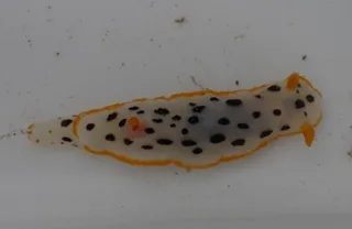 しろうみうし