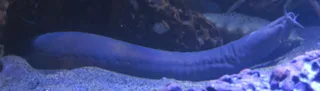 むらさきぬたうなぎ