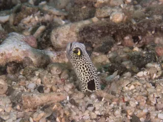 ちんあなご