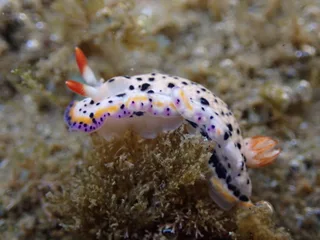 さがみいろうみうし