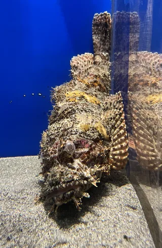 おにおこぜ