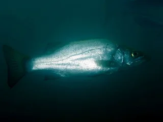 ひらすずき