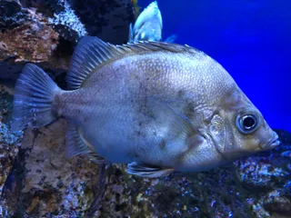 つぼだい