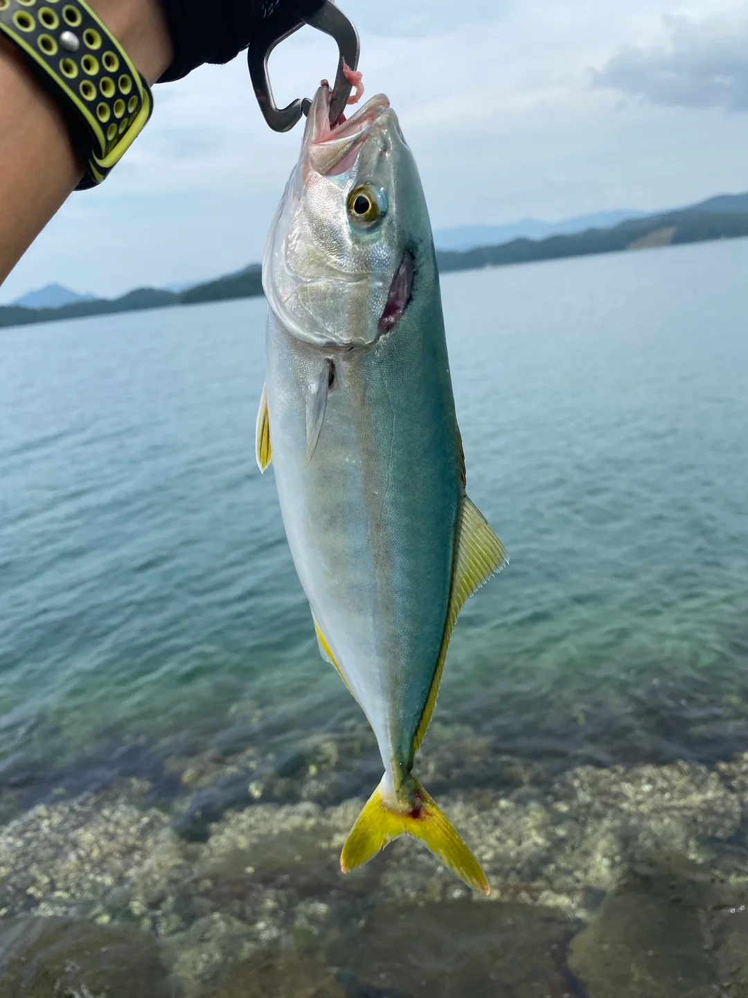 ぶり