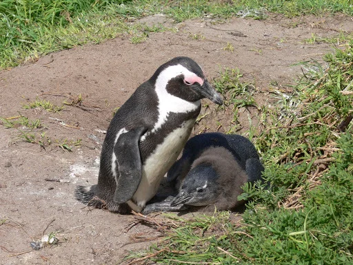 けーぷぺんぎん