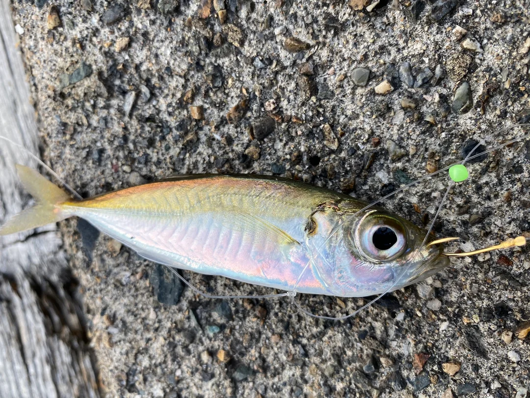 まあじ