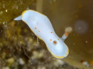 しらゆきうみうし